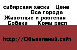 l: сибирская хаски › Цена ­ 10 000 - Все города Животные и растения » Собаки   . Коми респ.